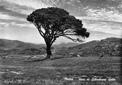 Cartolina Nuoro Pino di Sebastiano Satta | Immagine principale