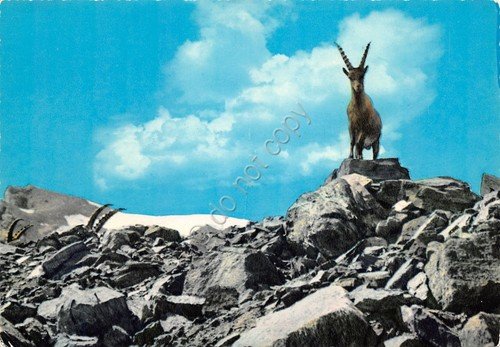 Cartolina Parco Nazionale del Gran Sasso Stambecchi Zona NIvolet (Teramo) | Immagine principale