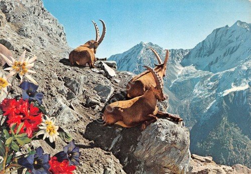 Cartolina Parco Nazionale Gran Paradiso Stambecchi 1974 (Aosta) | Immagine principale