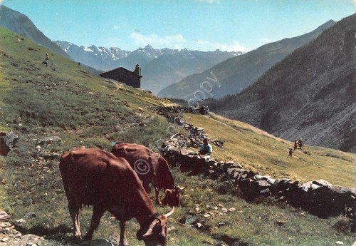 Cartolina Pascolo di montagna mucche animata 1975 | Immagine Gallery 1
