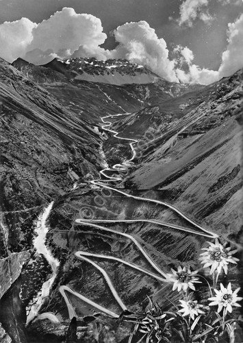 Cartolina Passo dello Stelvio Spondalunga stelle alpine (Bolzano)