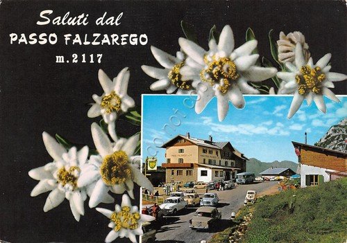 Cartolina Passo Falzarego veduta e stelle alpine (Belluno) | Immagine principale