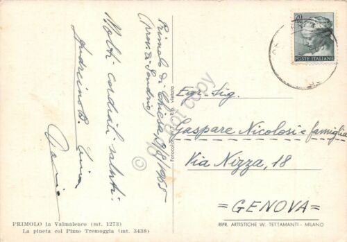 Cartolina Primolo Valmalenco Pineta e Pizzo Tremoggia 1965