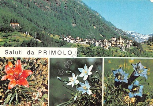 Cartolina Primolo Vedute fiori 1976 (Sondrio) | Immagine principale