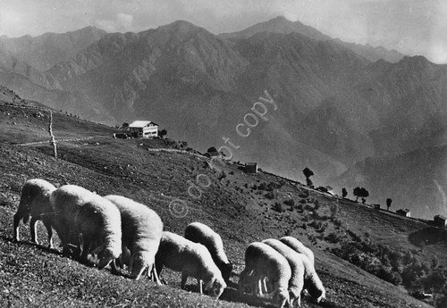 Cartolina Rifugio Tedeschi timbro inaugurazione 1947 autografo Bartolomeo Figari