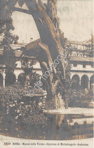 Cartolina Roma Museo delle Terme cipresso di Michelangelo Anderson
