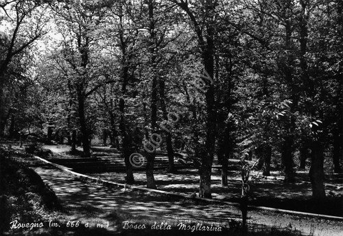 Cartolina Rovegno Bosco della Mogliarina 1958