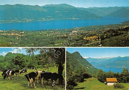 Cartolina S.Antonio Valtravaglia 3 vedute panorama mucche (Varese)