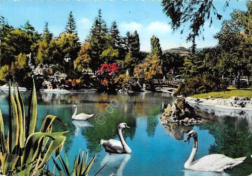 Cartolina Salsomaggiore Terme Laghetto cigni 1963 (Parma) | Immagine principale