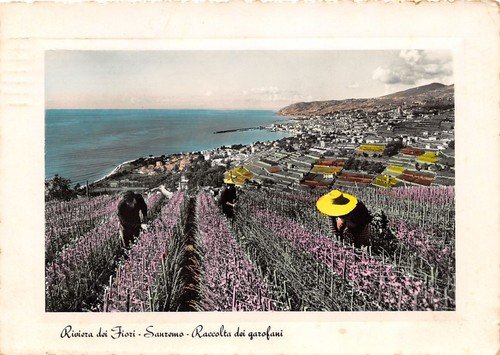 Cartolina San Remo Raccolta dei Garofani 1952 | Immagine principale