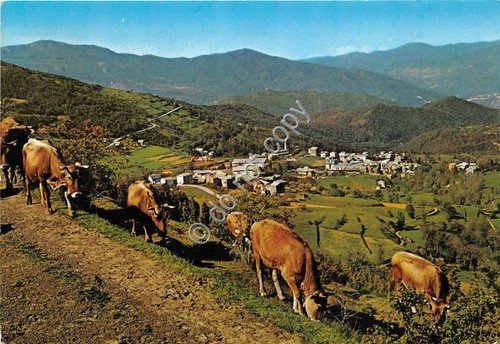 Cartolina Santo Stefano d' Aveto panorama con mucche 1971 | Immagine principale