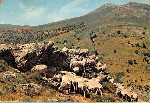 Cartolina Sardegna Gennargentu gregge di pecore 1973 (Nuoro)