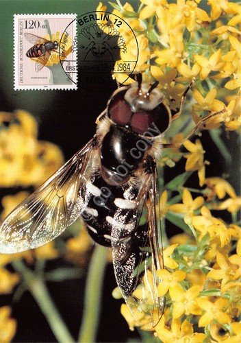 Cartolina Schwebfliege timbro filatelico 1984