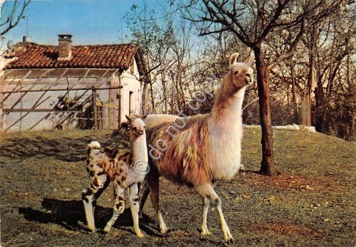 Cartolina Stresa Villa e Zoo Pallavicini Lama