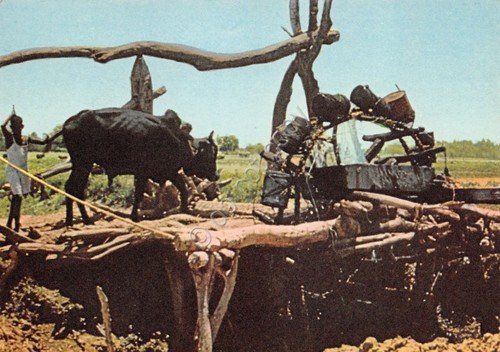 Cartolina Sudan contry side cow wather | Immagine principale