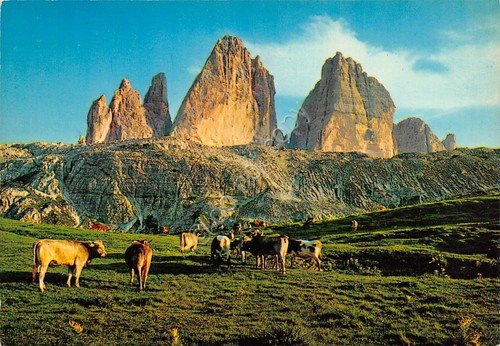 Cartolina Tre Cime di Lavaredo mucche al pascolo | Immagine principale