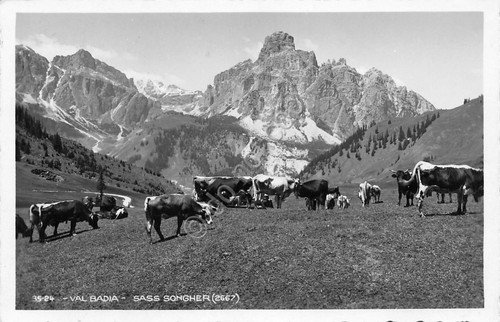Cartolina Val Badia Sass Songher panorama con mucche 1938 | Immagine principale