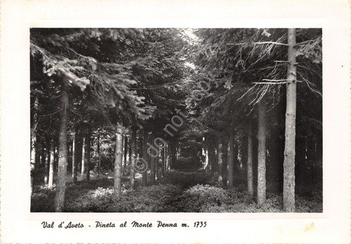 Cartolina Val D'Aveto pineta al Monte Penna 1955