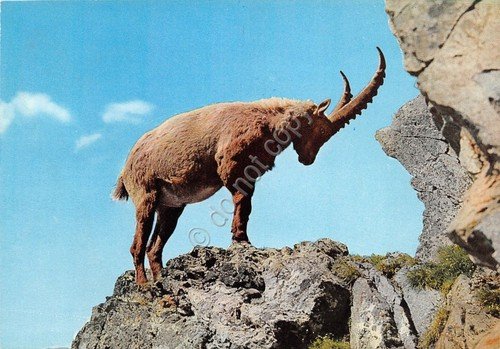 Cartolina Valle d'Aosta Stambecco nel Parco del Gran Paradiso | Immagine principale