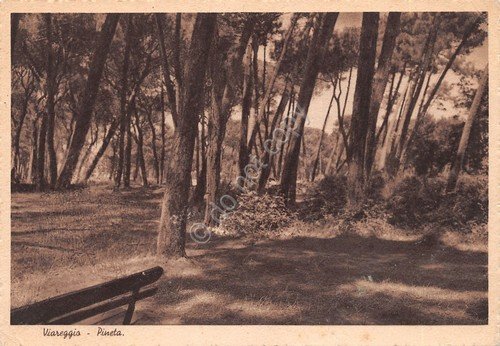Cartolina Viareggio Pineta 1941 | Immagine principale