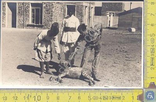 Cattura di una Iena - Africa Orientale Italiana - Ascari … | Immagine principale
