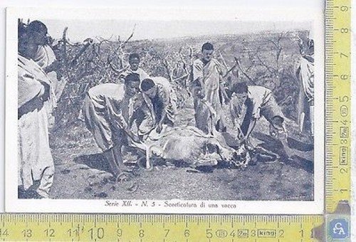 Colonia Eritrea - Scorticatura - Serie XII - n.5 - …