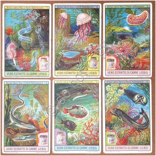 Figurine Liebig - Italia - Sang. 1133 - Animali marini … | Immagine principale