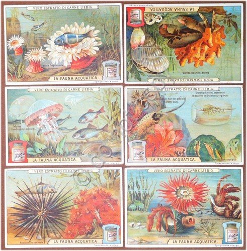 Figurine Liebig - Italia - Sang. 926 - La fauna … | Immagine principale