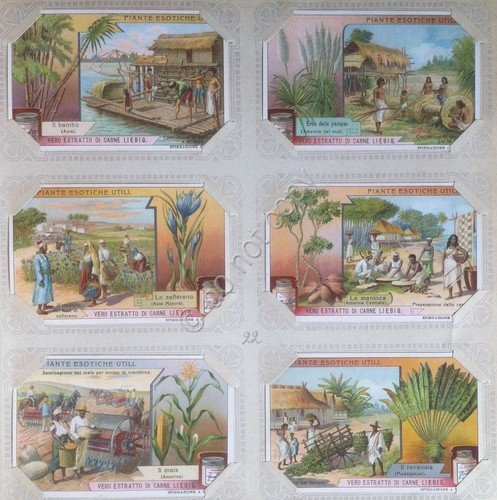 Figurine Liebig - Italia - Sang. 970 - Piante Esotiche …