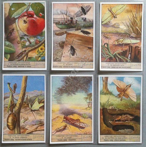 Figurine Liebig Belgio Sang. 1458 - Insects orthoptères - 1947 | Immagine principale