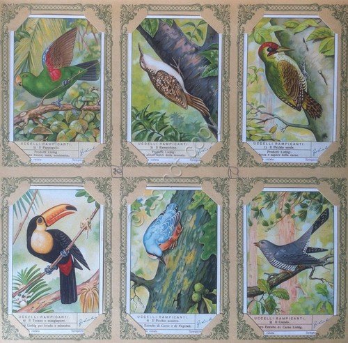 Figurine Liebig Italia - Sang. 1365 - Uccelli rampicanti - …