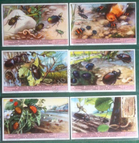 Figurine Liebig Italia 1949 - S 1476 - Coleotteri Terrestri …