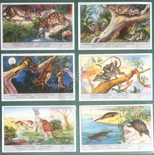 Figurine Liebig Italia 1953 - S 1571 - Marsupiali e … | Immagine principale