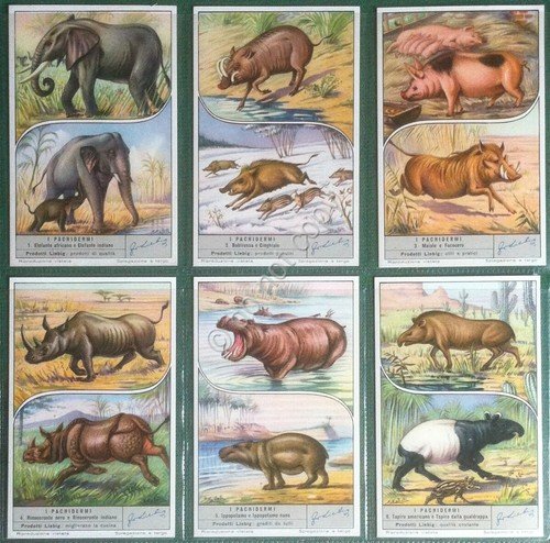 Figurine Liebig Italia 1953 - S 1572 - I Pachidermi