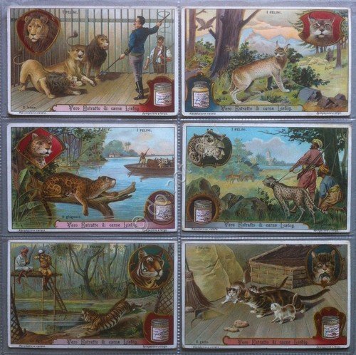 Figurine Liebig Italia Sang. 1072 - I Felini - 1913 | Immagine principale