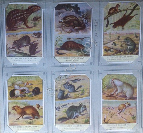 Figurine Liebig Olanda - S 1600 - Uitheemse Knaagdieren I … | Immagine principale