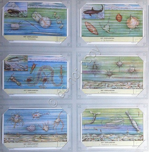 Figurine Liebig Olanda - S 1674 - Het zeeplankton - … | Immagine principale