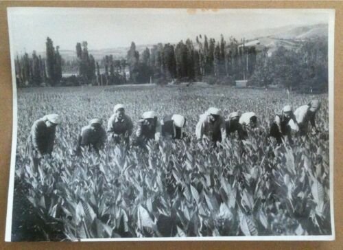 Fotografia - Italia anni '50 - gruppo di raccoglitrici