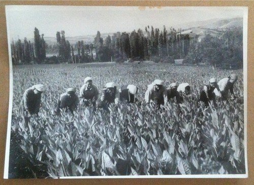 Fotografia - Italia anni '50 - gruppo di raccoglitrici | Immagine principale