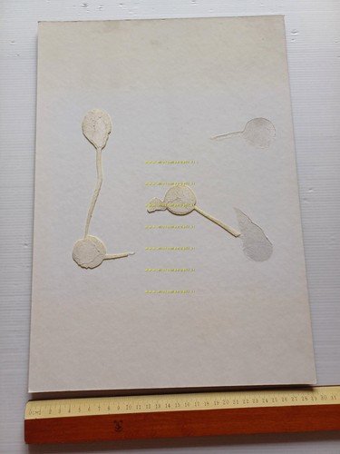 Honda 750 Africa Twin 1996 locandina cartonata originale