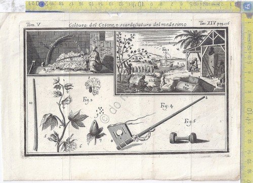 Litografia - Coltura del cotone e scardassatura - tav XIV … | Immagine principale