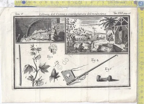 Litografia - Coltura del cotone e scardassatura - tav XIV …