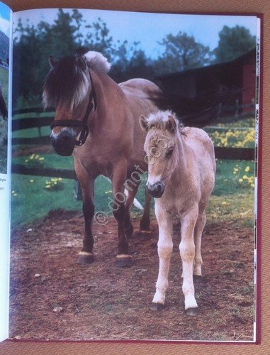 Luigi Nereo - il Cavallo origini razze attitudini - De … | Immagine Gallery 3