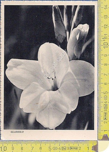 Natura - Gladiolo - Sword-grass - 1938 - Nature | Immagine principale