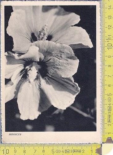 Natura - Ibisco - Althea - 1938 - Nature