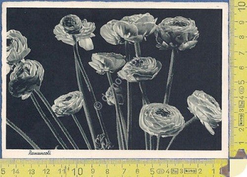 Natura - Ranuncoli - Buttercups - 1938 - Nature