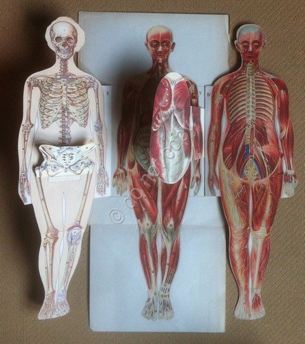 Tavola anatomica pieghevole anni '50 - da Il Medico in …