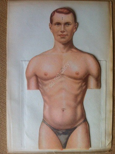Tavola anatomica pieghevole anni '50 - da Il Medico in … | Immagine Gallery 1