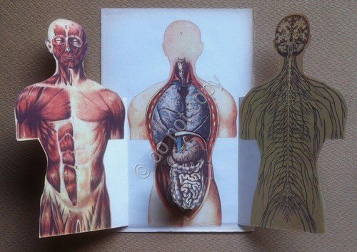 Tavola anatomica pieghevole anni '50 - da Il Medico in …