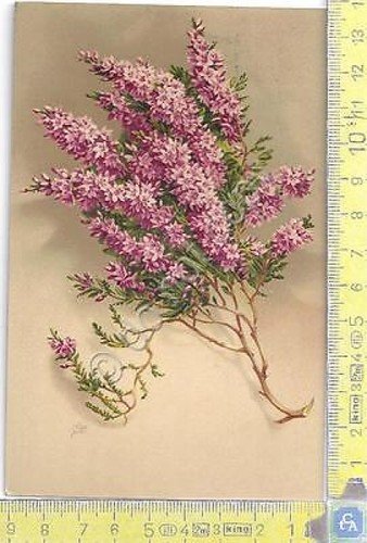 Tralcio di fiori - Illustrata - Pictures Flowers - 1913